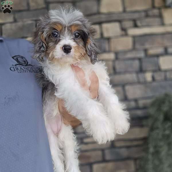 Brooke, Cavapoo Puppy