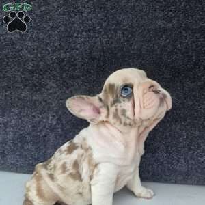 Marshmello, French Bulldog Puppy