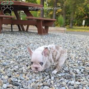 Marshmello, French Bulldog Puppy