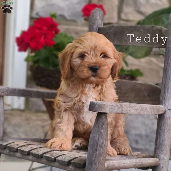 Teddy, Cavapoo Puppy