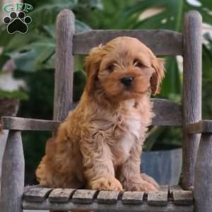 Teddy, Cavapoo Puppy