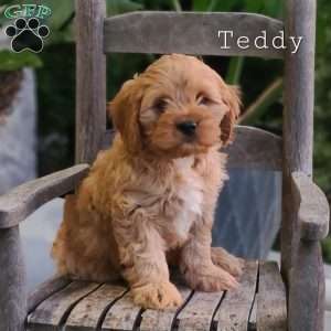 Teddy, Cavapoo Puppy