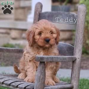 Teddy, Cavapoo Puppy