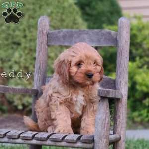 Teddy, Cavapoo Puppy