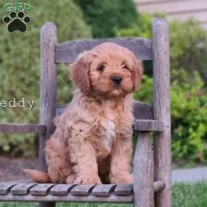 Teddy, Cavapoo Puppy