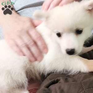 blue, American Eskimo Puppy