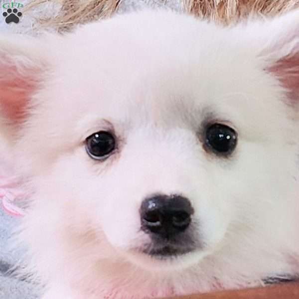 blue, American Eskimo Puppy