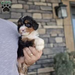 Lindy, Mini Bernedoodle Puppy