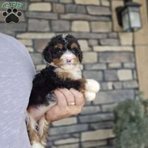 Lindy, Mini Bernedoodle Puppy