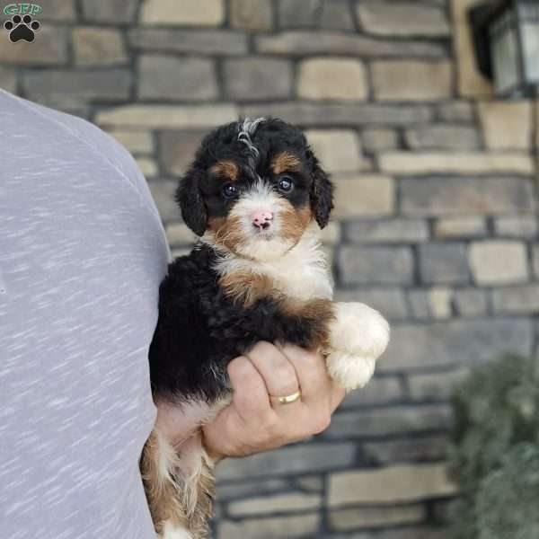 Lindy, Mini Bernedoodle Puppy