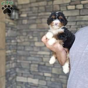 Lindy, Mini Bernedoodle Puppy