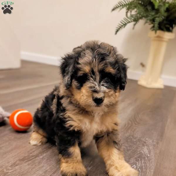 Jasmine, Mini Bernedoodle Puppy