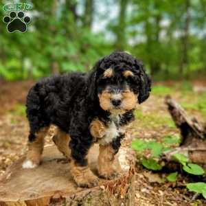Bud, Mini Bernedoodle Puppy