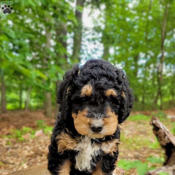 Bud, Mini Bernedoodle Puppy