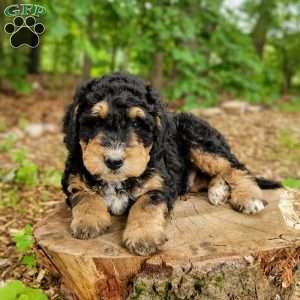 Bud, Mini Bernedoodle Puppy