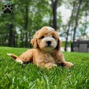 Firestone, Mini Bernedoodle Puppy