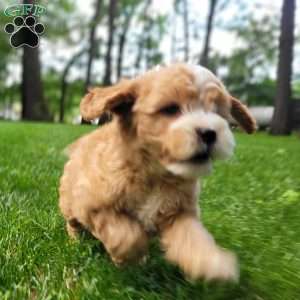 Firestone, Mini Bernedoodle Puppy
