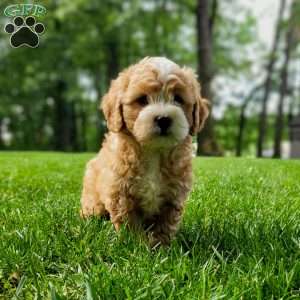 Firestone, Mini Bernedoodle Puppy