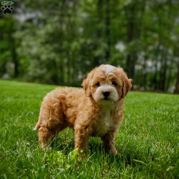 Firestone, Mini Bernedoodle Puppy