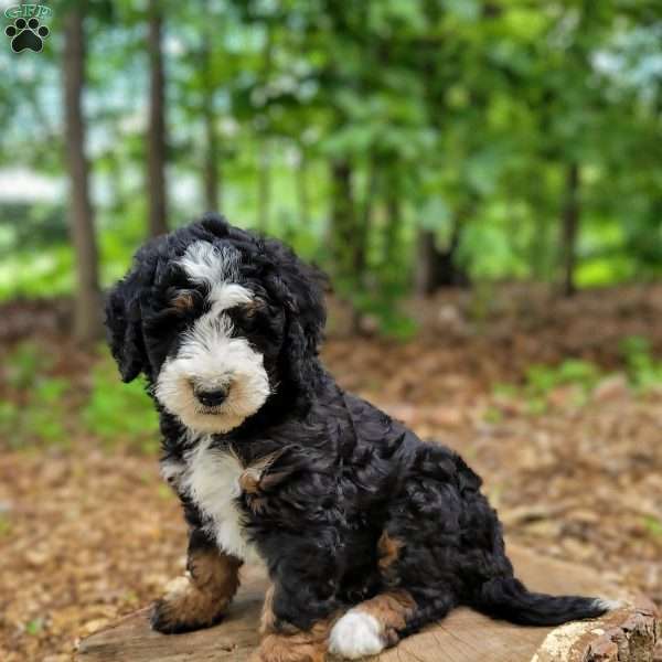Blaze, Mini Bernedoodle Puppy