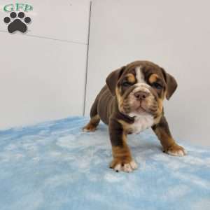 Ed, English Bulldog Puppy