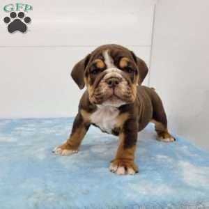 Ed, English Bulldog Puppy