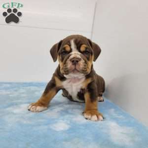 Ed, English Bulldog Puppy
