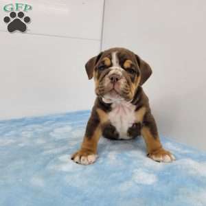 Ed, English Bulldog Puppy