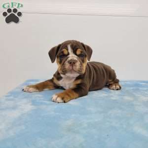 Ed, English Bulldog Puppy