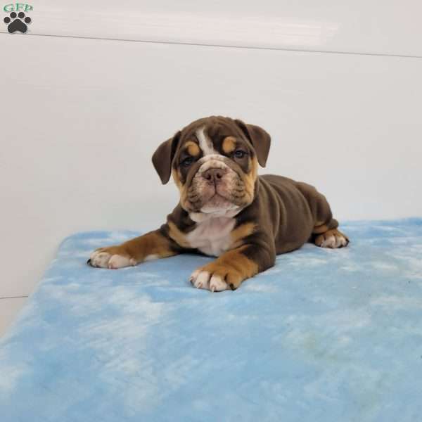 Ed, English Bulldog Puppy