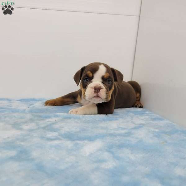Eldon, English Bulldog Puppy