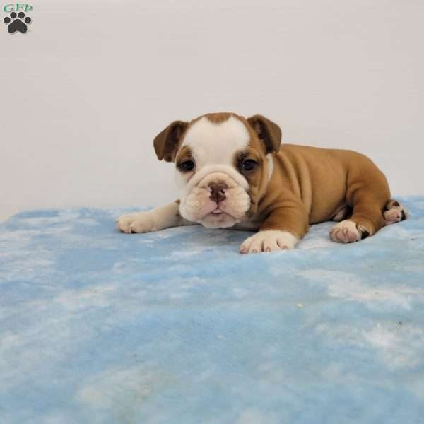 Ethan, English Bulldog Puppy