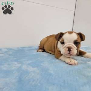 Ethan, English Bulldog Puppy