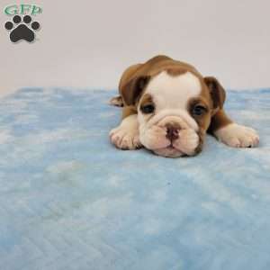 Ethan, English Bulldog Puppy