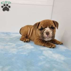 Edgar, English Bulldog Puppy