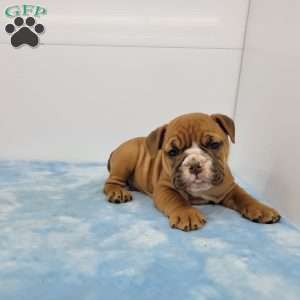 Edgar, English Bulldog Puppy