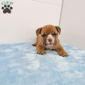 Edgar, English Bulldog Puppy