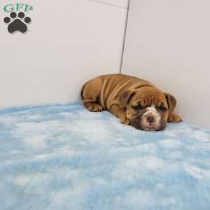 Edgar, English Bulldog Puppy