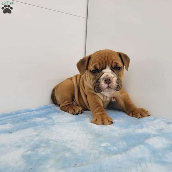 Edgar, English Bulldog Puppy