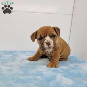 Edgar, English Bulldog Puppy