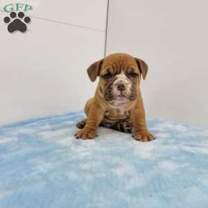 Edgar, English Bulldog Puppy