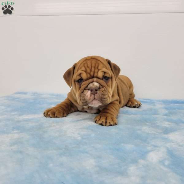Evan, English Bulldog Puppy