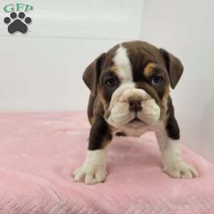 Ellen, English Bulldog Puppy