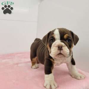 Ellen, English Bulldog Puppy