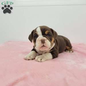 Ellen, English Bulldog Puppy