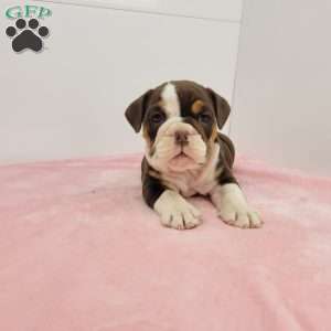 Ellen, English Bulldog Puppy
