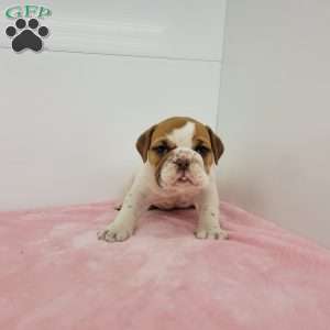 Elsa, English Bulldog Puppy