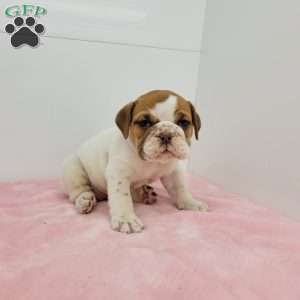 Elsa, English Bulldog Puppy