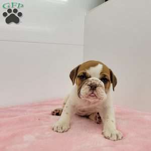 Elsa, English Bulldog Puppy