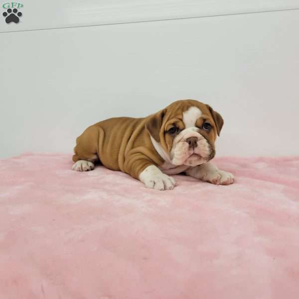 Emma, English Bulldog Puppy